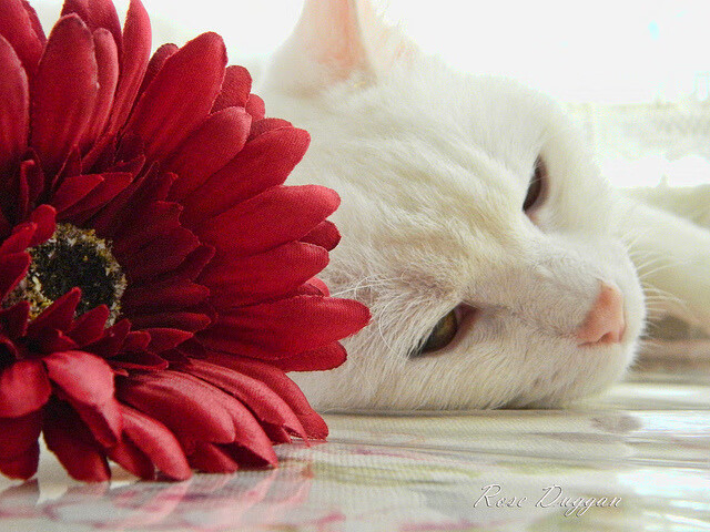 爱游戏官网-体育新闻中心开展体育内容版权保护法律培训，体育法律知识普及宣传