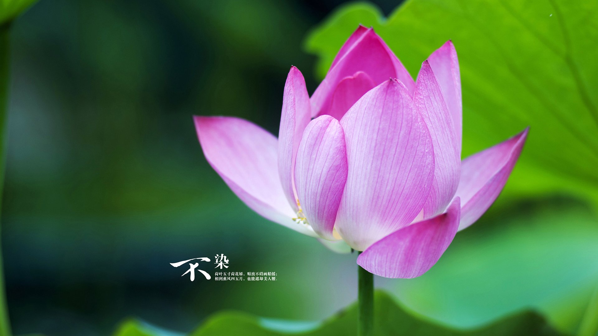 爱游戏体育网页版-体育纪录片上线展现冠军背后的故事，体育纪录片主题  第3张