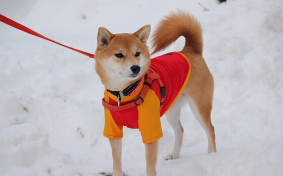 爱游戏登录-职业球员缺乏科学营养管理体系，职业球员训练方法