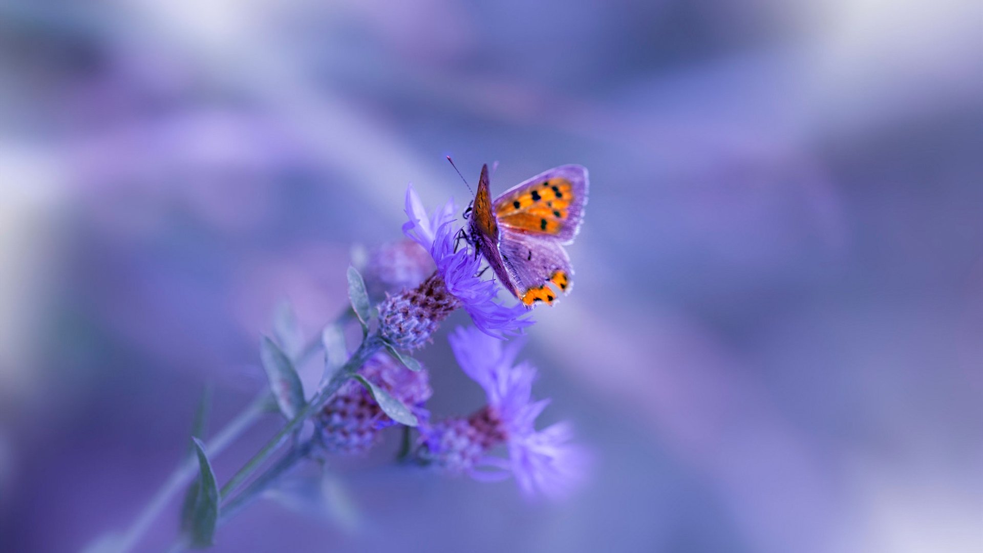 爱游戏体育在线app-2026世界杯赛场采用可再生能源，绿色环保成为主流，2026世界杯赛事规则